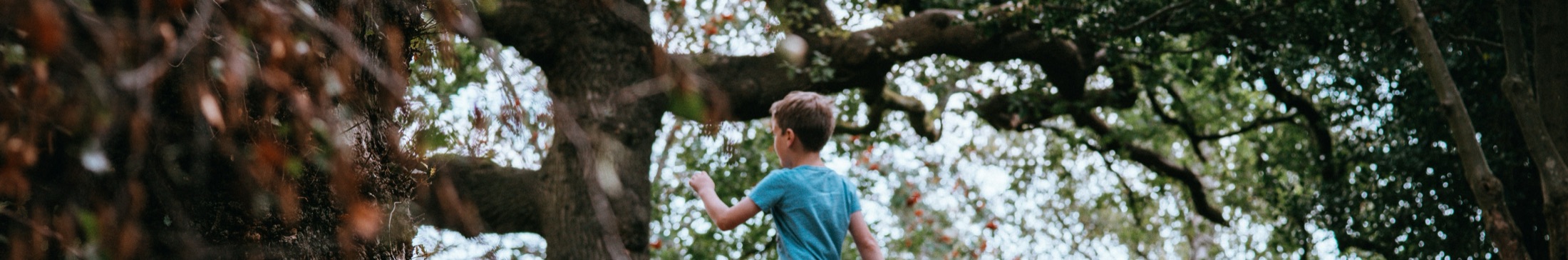 Jongen klimt in een grote boom in het bos