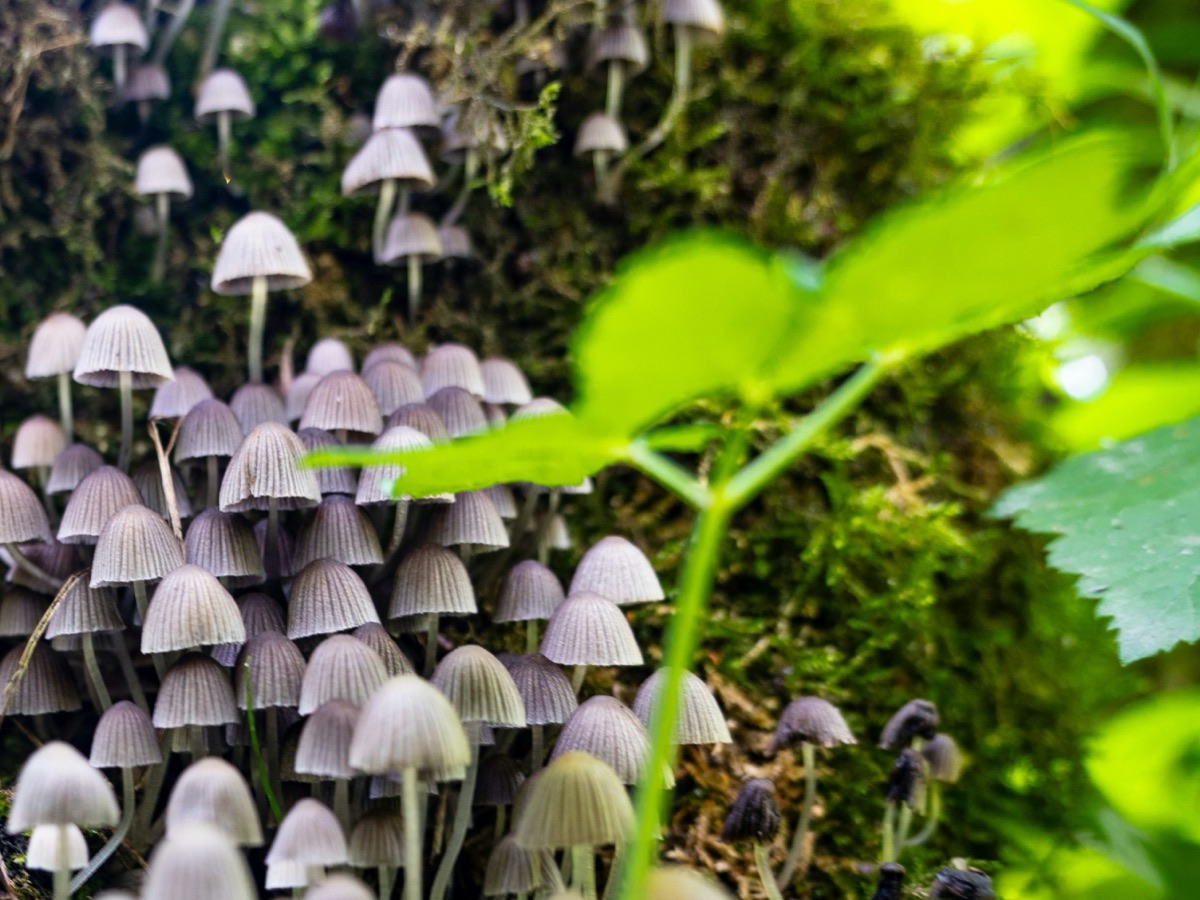 Een groep kleine paddenstoelen tussen het mos